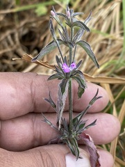Dicliptera peduncularis