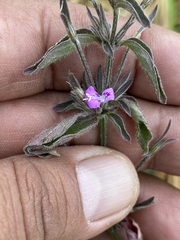 Dicliptera peduncularis