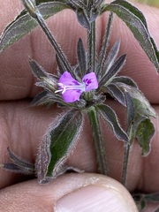 Dicliptera peduncularis