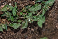 Acanthoideae