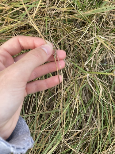 iNaturalist observation photo of grasses