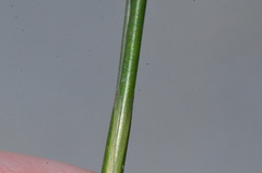 Juncus compressus