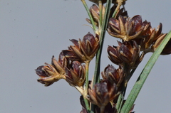 Juncus compressus