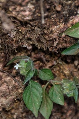 Acanthoideae