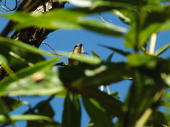 Myiophobus fasciatus