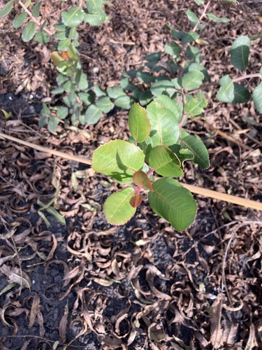 iNaturalist observation photo of lemonade berry