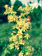 Solidago virgaurea