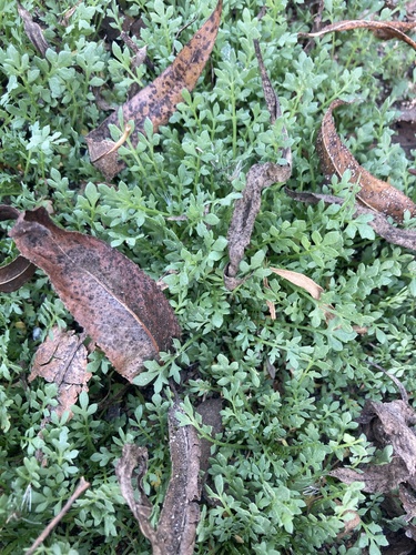 iNaturalist observation photo of Pepperweeds