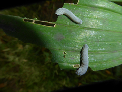Phymatocera aterrima