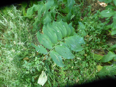 Phymatocera aterrima