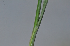 Juncus compressus