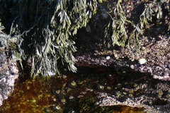 Pelvetiopsis limitata