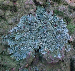 Punctelia jeckeri