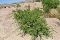Prosopis glandulosa
