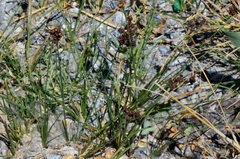 Juncus compressus