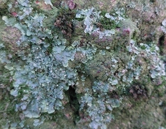 Punctelia jeckeri