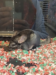 Chinchilla