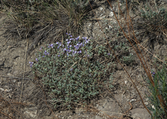 Scutellaria tuvensis