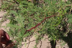 Prosopis glandulosa