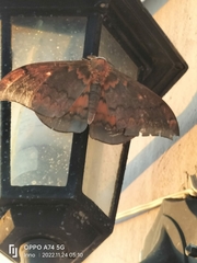 Pseudobunaea tyrrhena