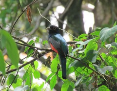 Trogon curucui