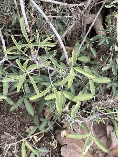 iNaturalist observation photo of Bladderpod