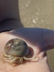 Isocheles wurdemanni