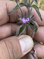 Dicliptera peduncularis