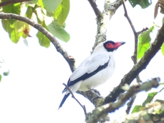 Tityra semifasciata