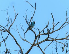 Tersina viridis