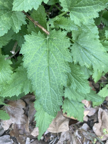 iNaturalist observation photo of California beeplant