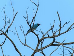 Tersina viridis