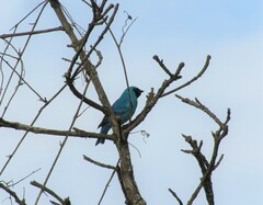 Tersina viridis