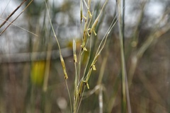 Chrysopogon