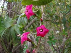 Ipomoea steudelii