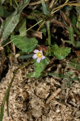 Melochia corchorifolia