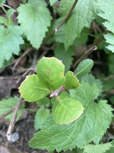 iNaturalist observation photo of lemonade berry
