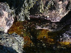 Pelvetiopsis limitata