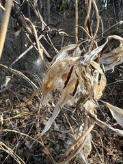 Asclepiadeae