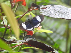 Heliconius cydno