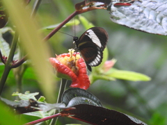 Heliconius cydno