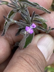 Dicliptera peduncularis