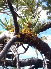 Arceuthobium cyanocarpum