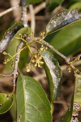 Loeseneriella arnottiana