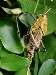 Taeniopoda varipennis