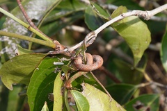 Loeseneriella arnottiana