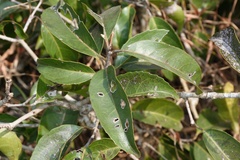 Loeseneriella arnottiana