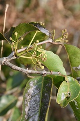 Loeseneriella arnottiana