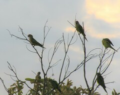 Eupsittula aurea