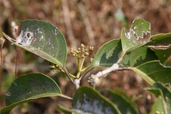 Loeseneriella arnottiana